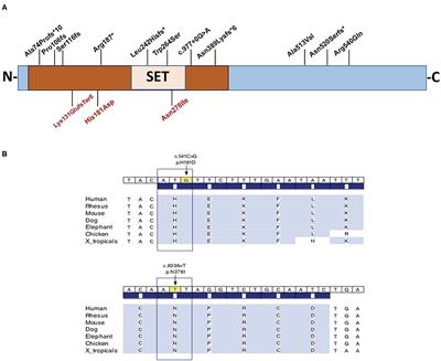 Refining the Phenotypic Spectrum of KMT5B-Associated Developmental Delay